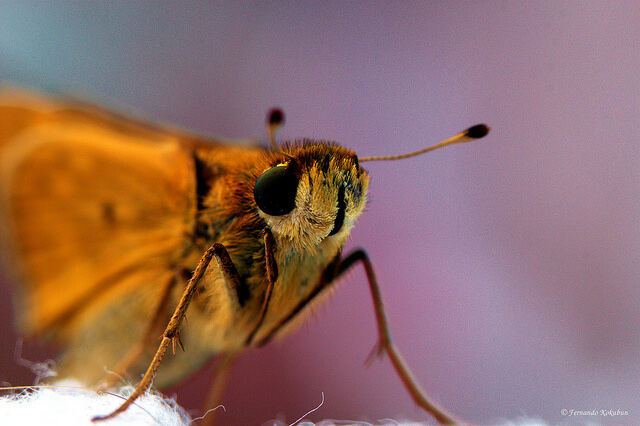 macrofotografía, Fernando Kokubun. Moth