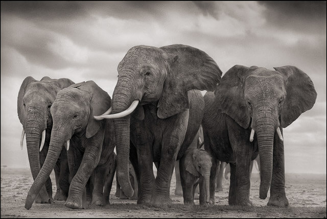 Elefantes en Blanco y Negro