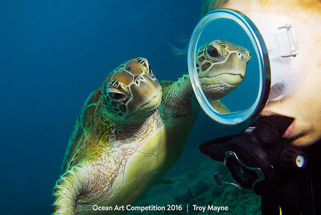 "Mirror mirror" por Troy Mayne. Tercer puesto en la categoría Wide-Angle de la Ocean Art Competition 2016. Realizada en Australia con una Nikon D200 