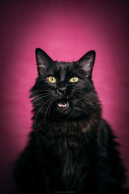 gato negro sobre fondo rosa